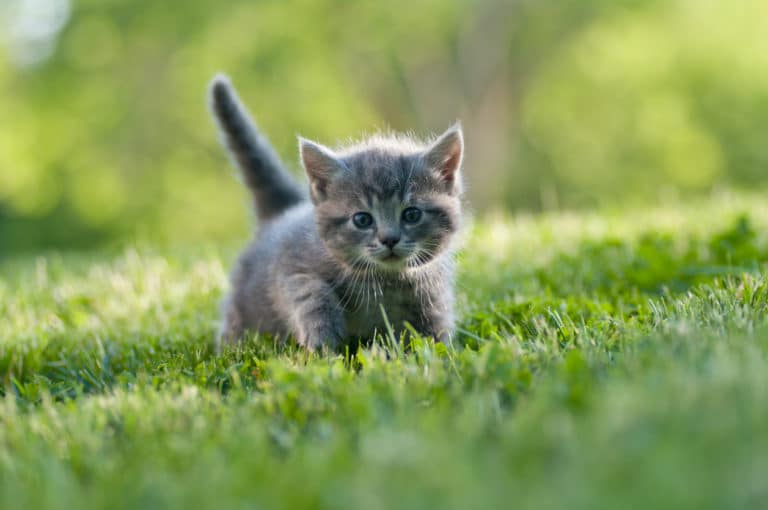 chaton été