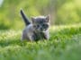 chaton été