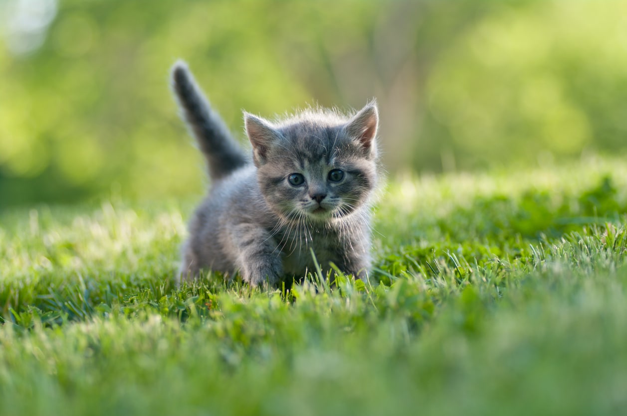 chaton été