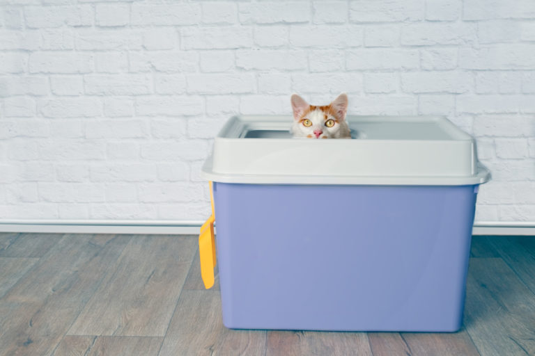 chat litière