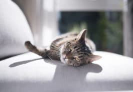 chat soleil