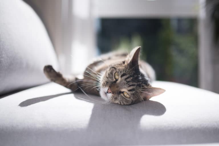 chat soleil