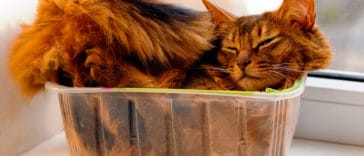 chat boîte