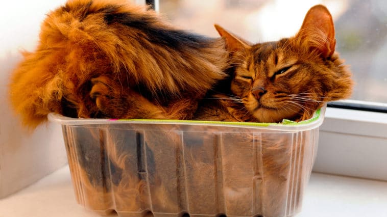chat boîte