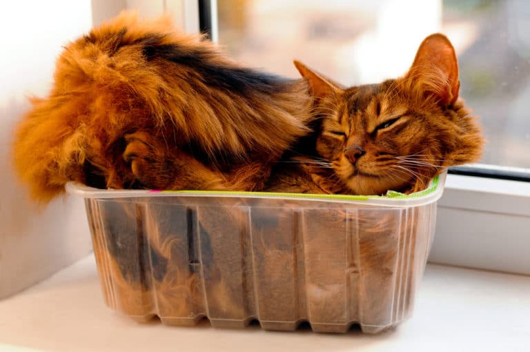 chat boîte
