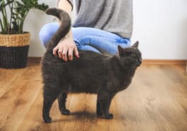 chat caresse queue