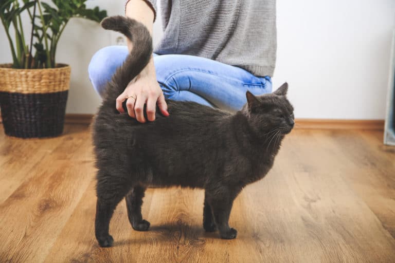 chat caresse queue
