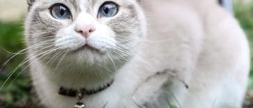 chat
