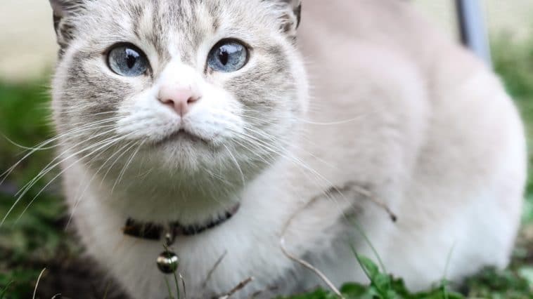 chat
