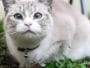 chat
