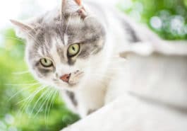 chat