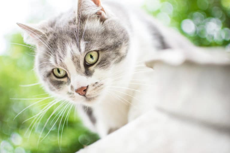 chat