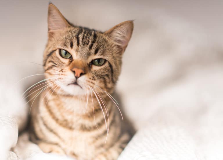 chat