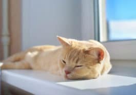 chat chaud