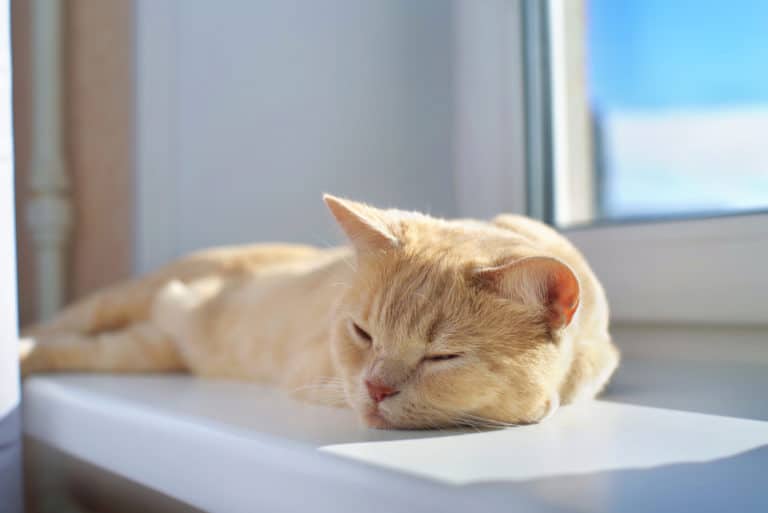chat chaud