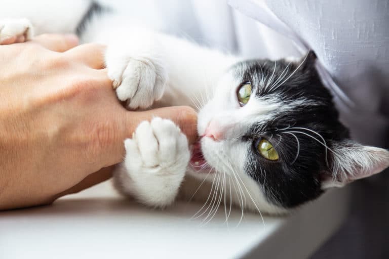 chat mord
