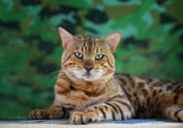chat bengal