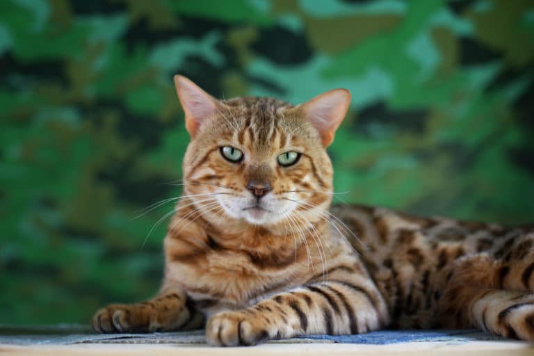 chat bengal