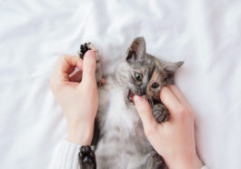 chaton joue
