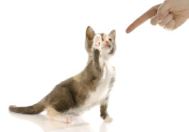 chat grondé