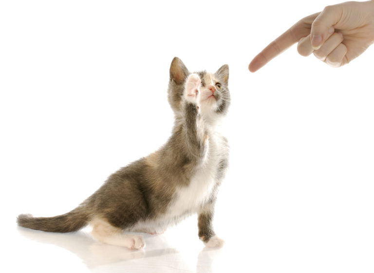 chat grondé