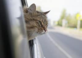 chat malade en voiture