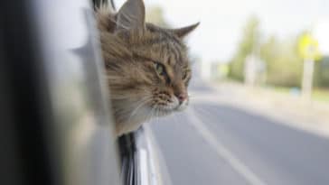chat malade en voiture
