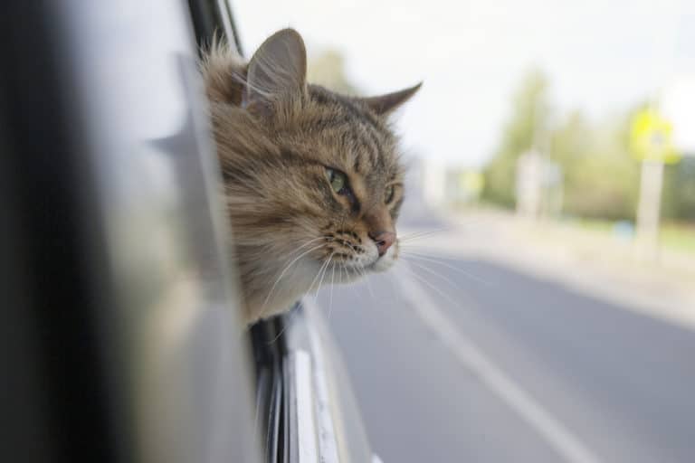 chat malade en voiture