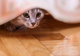 chat peur