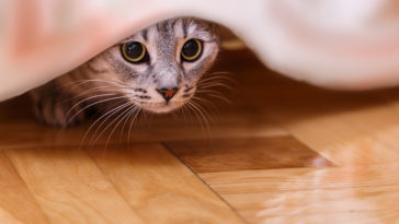 chat peur