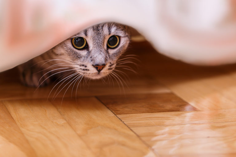 chat peur