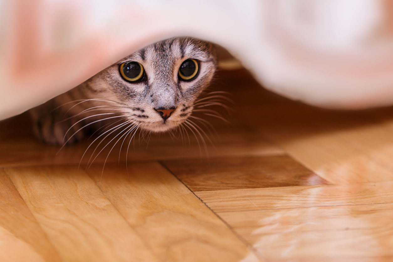 chat peur