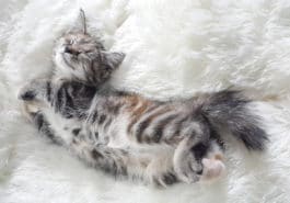 chat détendu