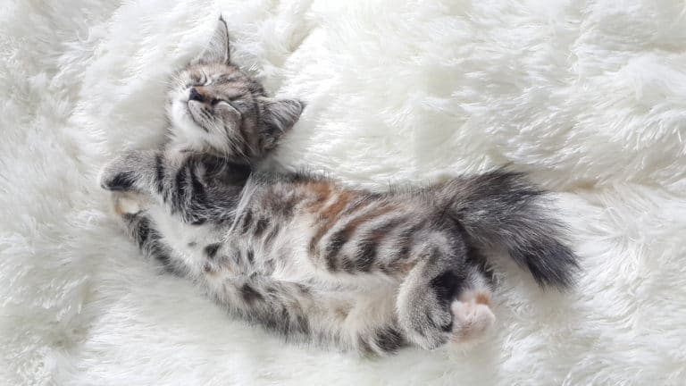 chat détendu