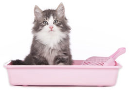 chaton litière