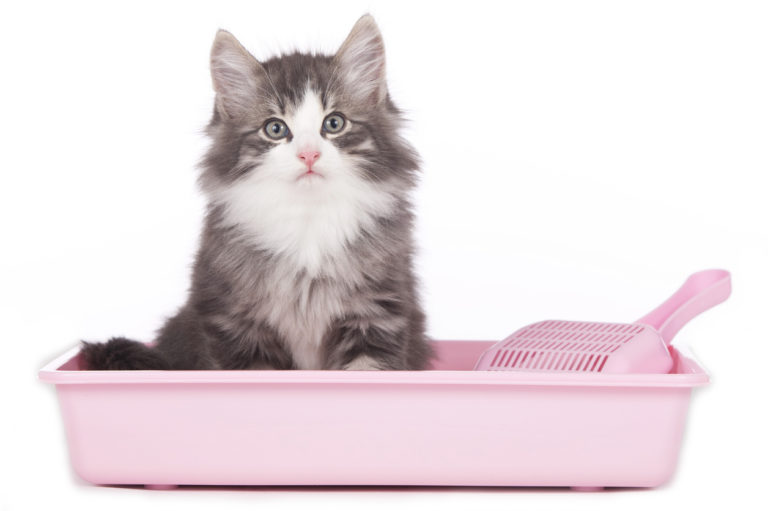chaton litière