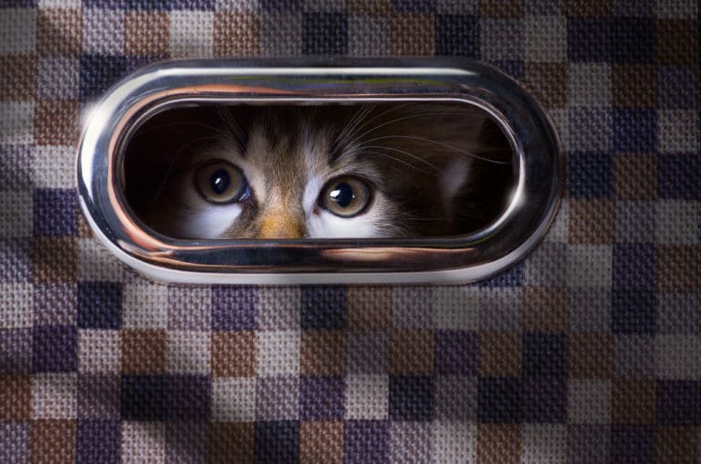 chat caché