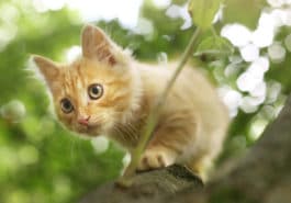 chat extérieur