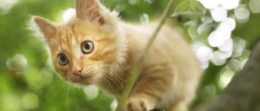 chat extérieur