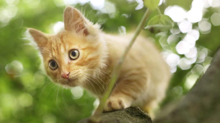 chat extérieur