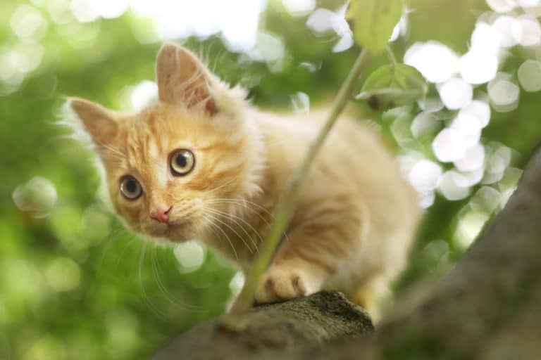 chat extérieur