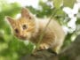 chat extérieur