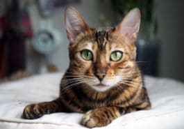 chat bengal