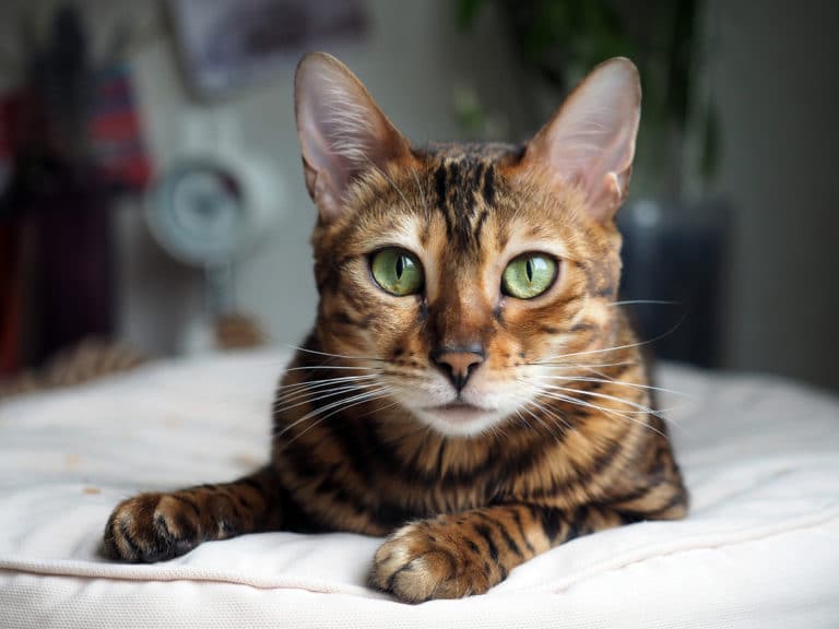 chat bengal