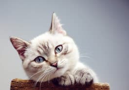 chat