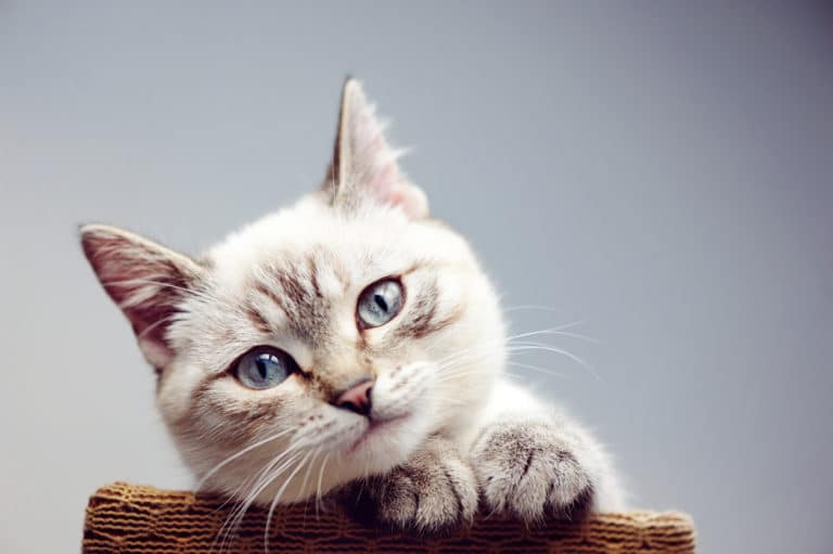 chat