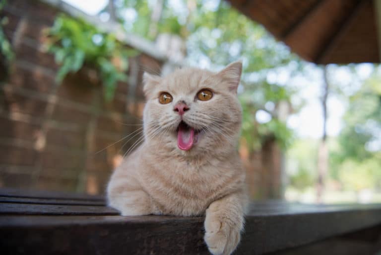 chat chaud