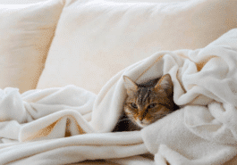 chat malade