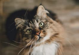 chat