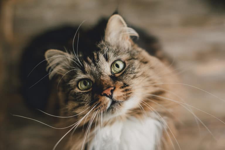 chat